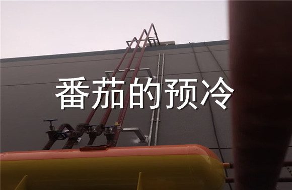 番茄的預(yù)冷.jpg