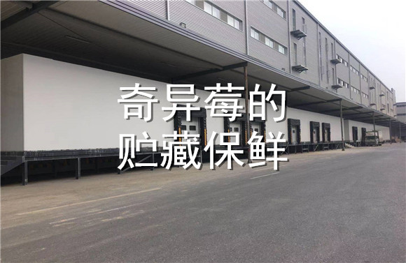 奇異莓的貯藏保鮮.jpg