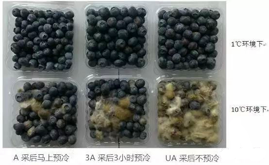 實驗20天圖片.png