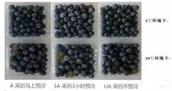 實驗10天圖片.png