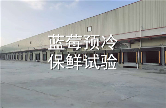 藍莓預冷保鮮試驗.jpg
