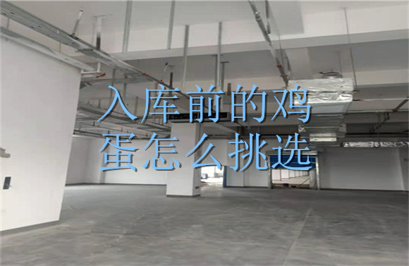 入庫前的雞蛋怎么挑選.jpg