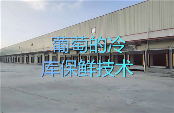 葡萄的冷庫保鮮技術(shù).jpg