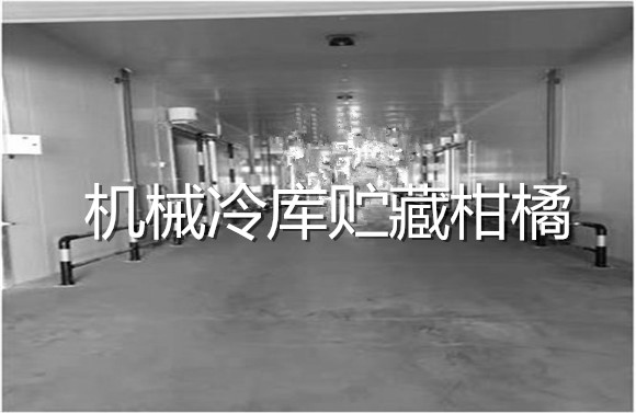 機(jī)械冷庫(kù)貯藏柑橘.jpg